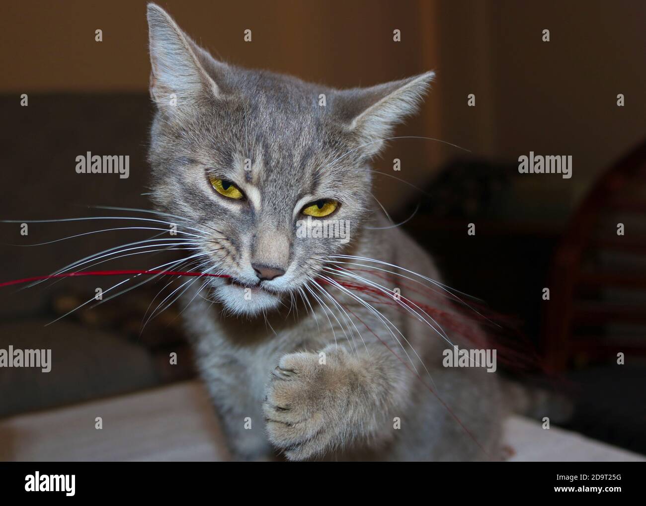 Un gato gris jugando con cinta roja Foto de stock