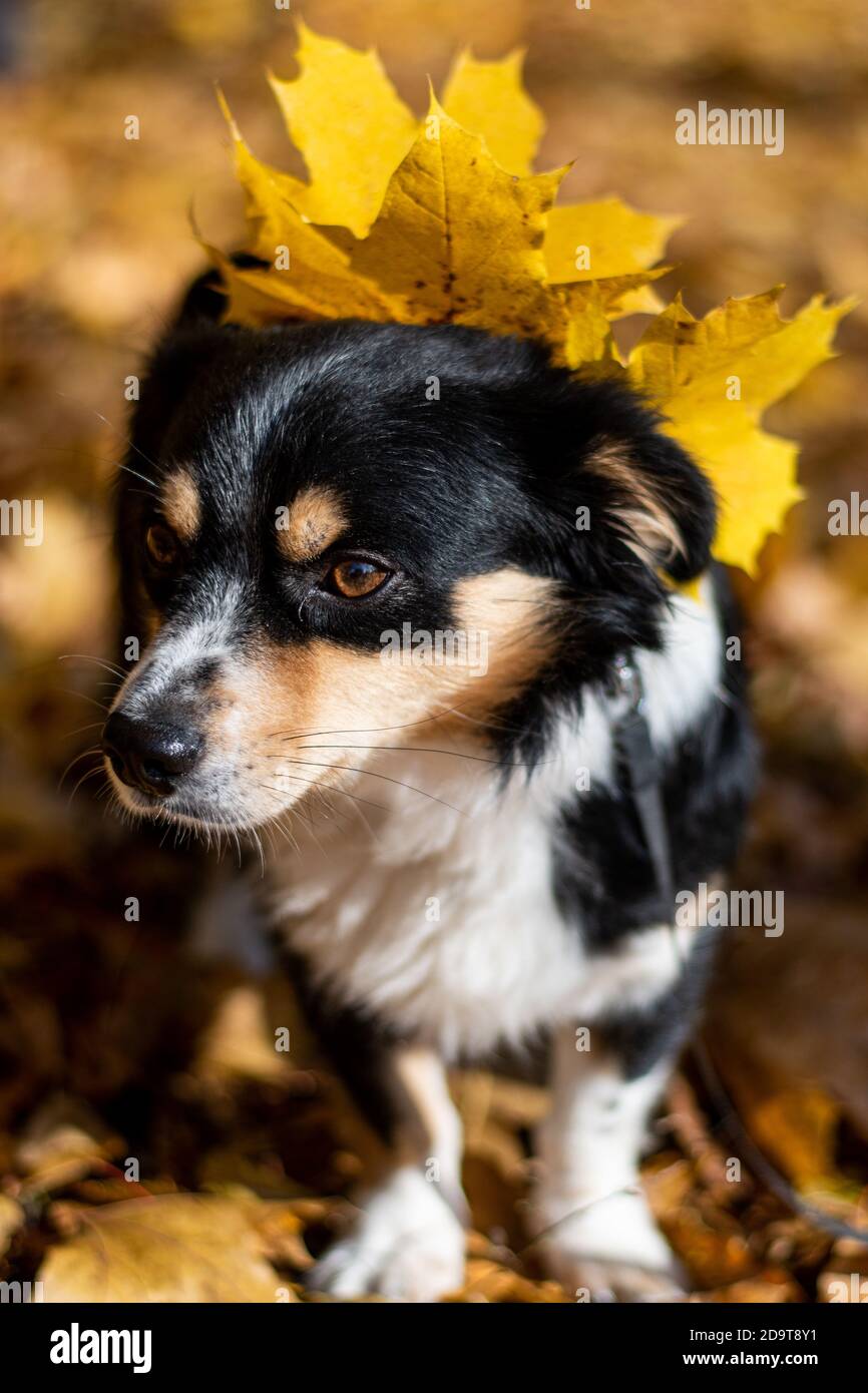 Un cachorro de perros callejeros en un parque de color otoñal. Hojas de  naranja en el suelo alrededor del perro. Cachorro para la adopción  Fotografía de stock - Alamy