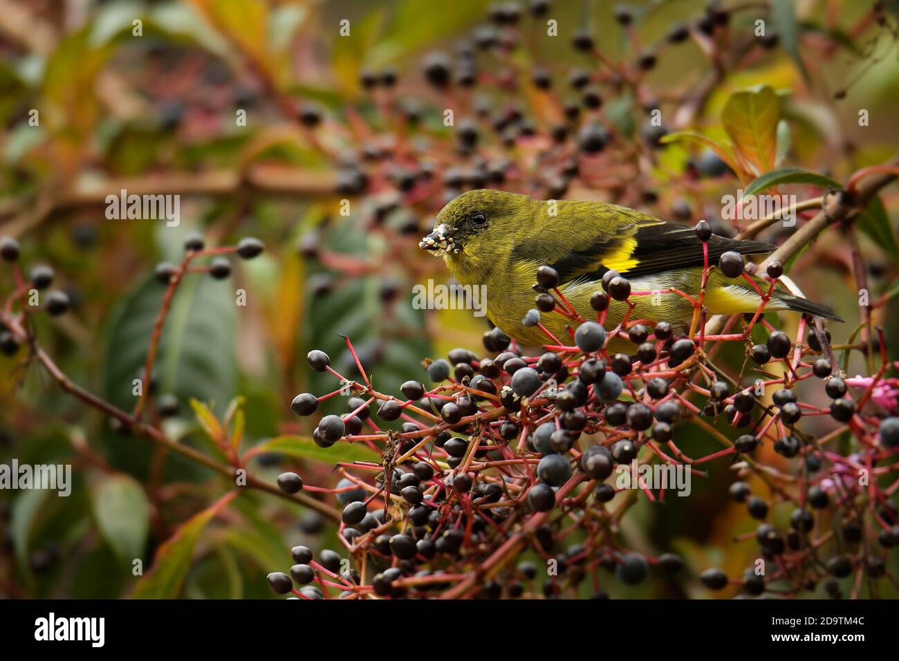 El siskin de vientre amarillo (spinus xanthogastrus) es un pequeño ave paseriforme de la familia Fringilidae. Se cría de Costa Rica sur a sur E Foto de stock