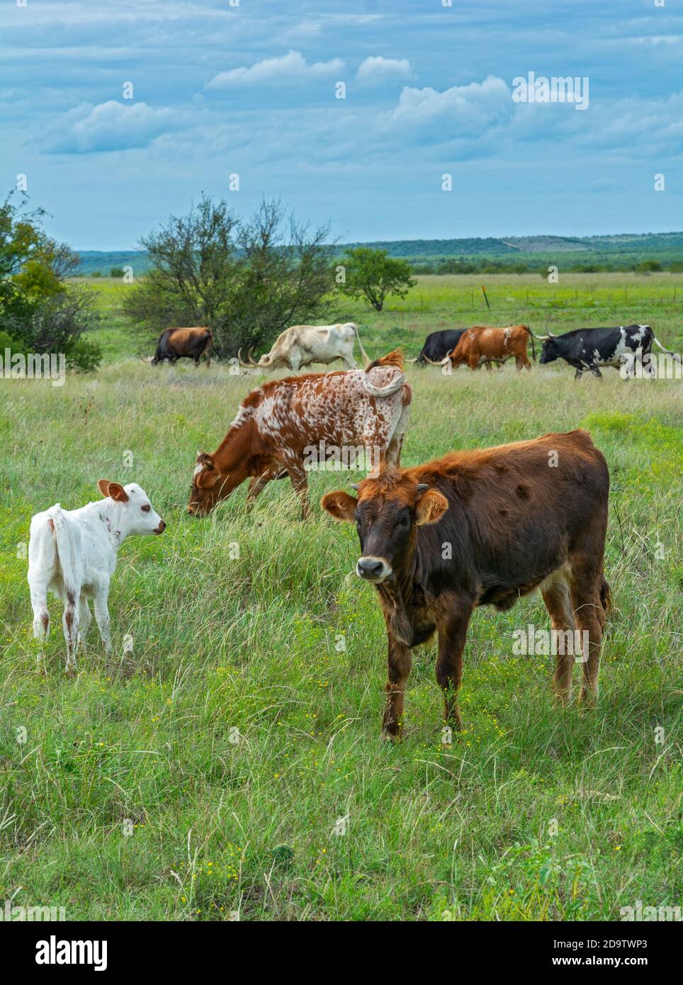 Texas Forts Trail, Condado de Shackelford, Albany, Sitio Histórico del Estado de Fort Griffin, ganado de longhorn, ternero Foto de stock