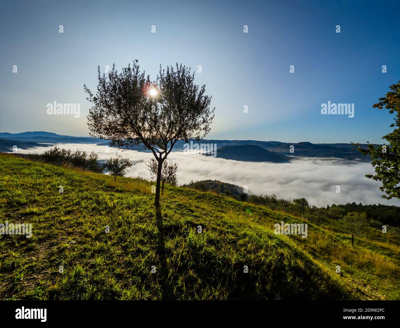 Mañana niebla detrás del olivo en Istria en Croacia Europa silueta silueta silueta a través de ramas naturaleza entorno natural bonito Foto de stock
