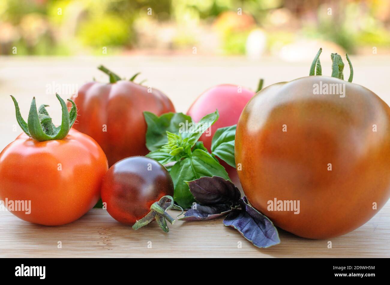 Comida saludable con tomates orgánicos coloridos históricos frescos del jardín. Foto de stock