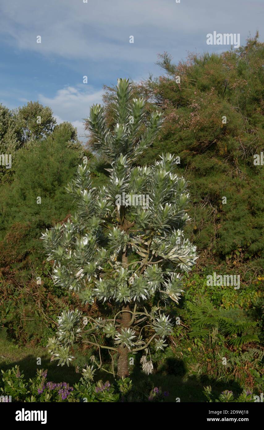 Follaje de verano de un pino sudafricano o árbol de plata (Leucadendron argenteum) que crece en la isla de Tresco en las islas de Scilly, Inglaterra, Reino Unido Foto de stock