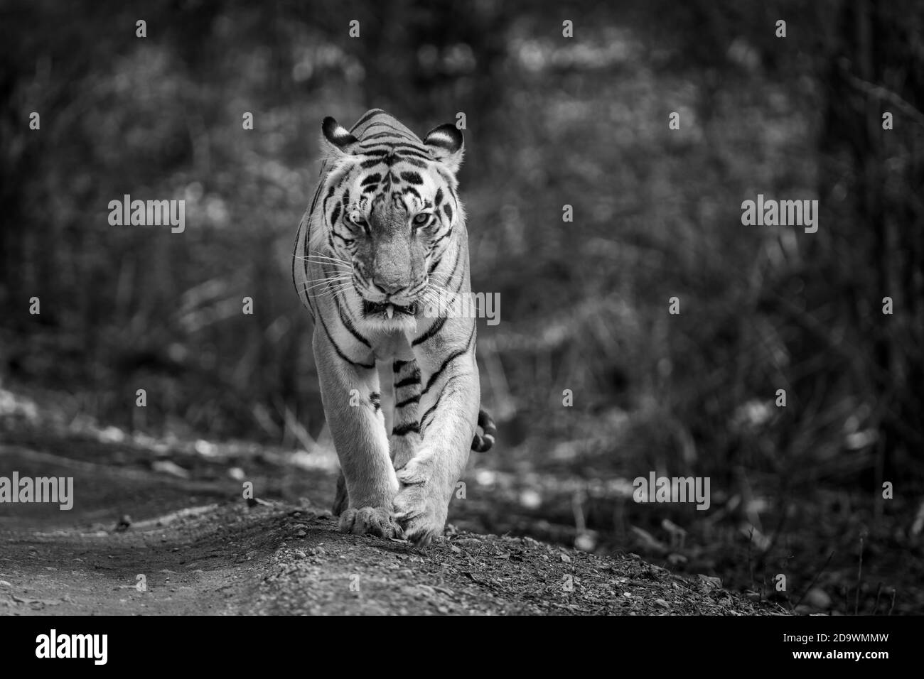 Adulto salvaje tigre cabeza en el ojo en blanco y negro en el parque nacional de kanha o reserva de tigre madhya pradesh india - panthera tigris Foto de stock
