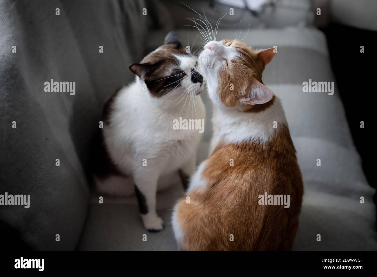 un gato blanco y negro lamide el cuello de un gato marrón Fotografía de  stock - Alamy