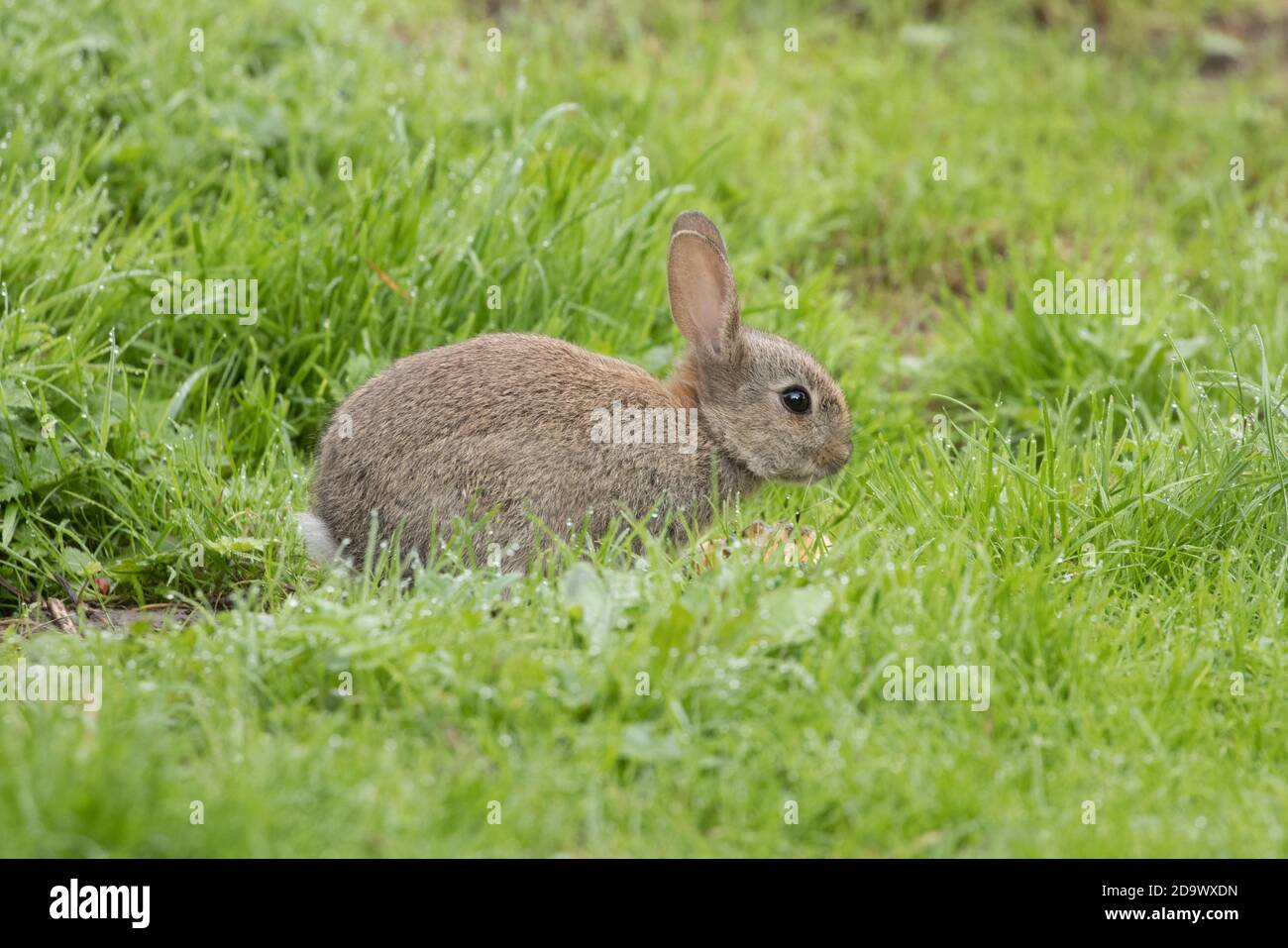 Conejo joven en la Reserva Natural de High Batts, cerca de Ripon, North Yorkshire Foto de stock