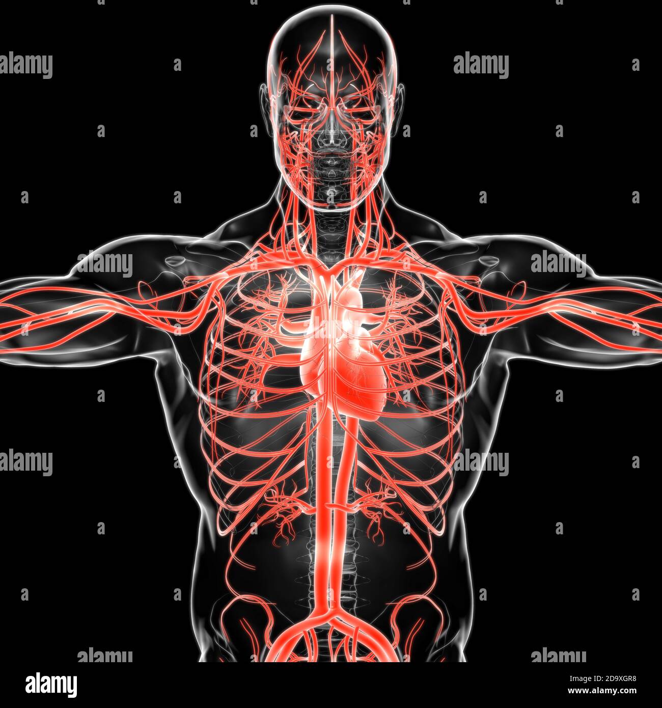 Corazón humano con sistema circulatorio Anatomía para el concepto médico Ilustración 3D Fotografía de stock - Alamy Corazón humano con sistema circulatorio Anatomía para el concepto médico Ilustración 3D Fotografía de stock - Alamy