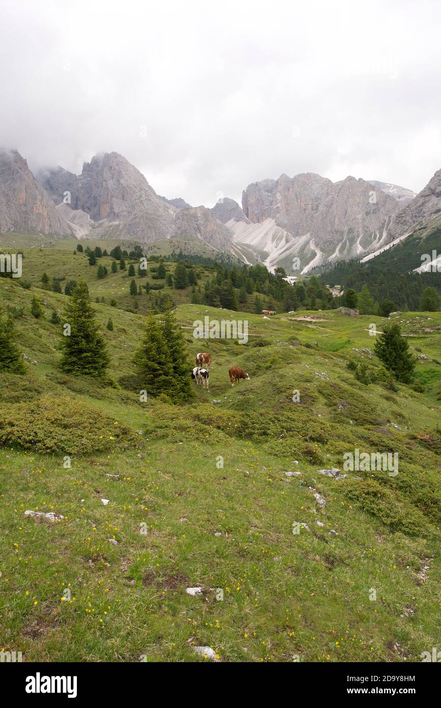 alpes verdes en dolomitas italianas durante el verano, italia Foto de stock