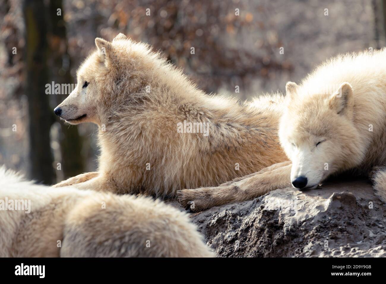 Los lobos en invierno, el zoológico de Brno Fotografía de stock - Alamy