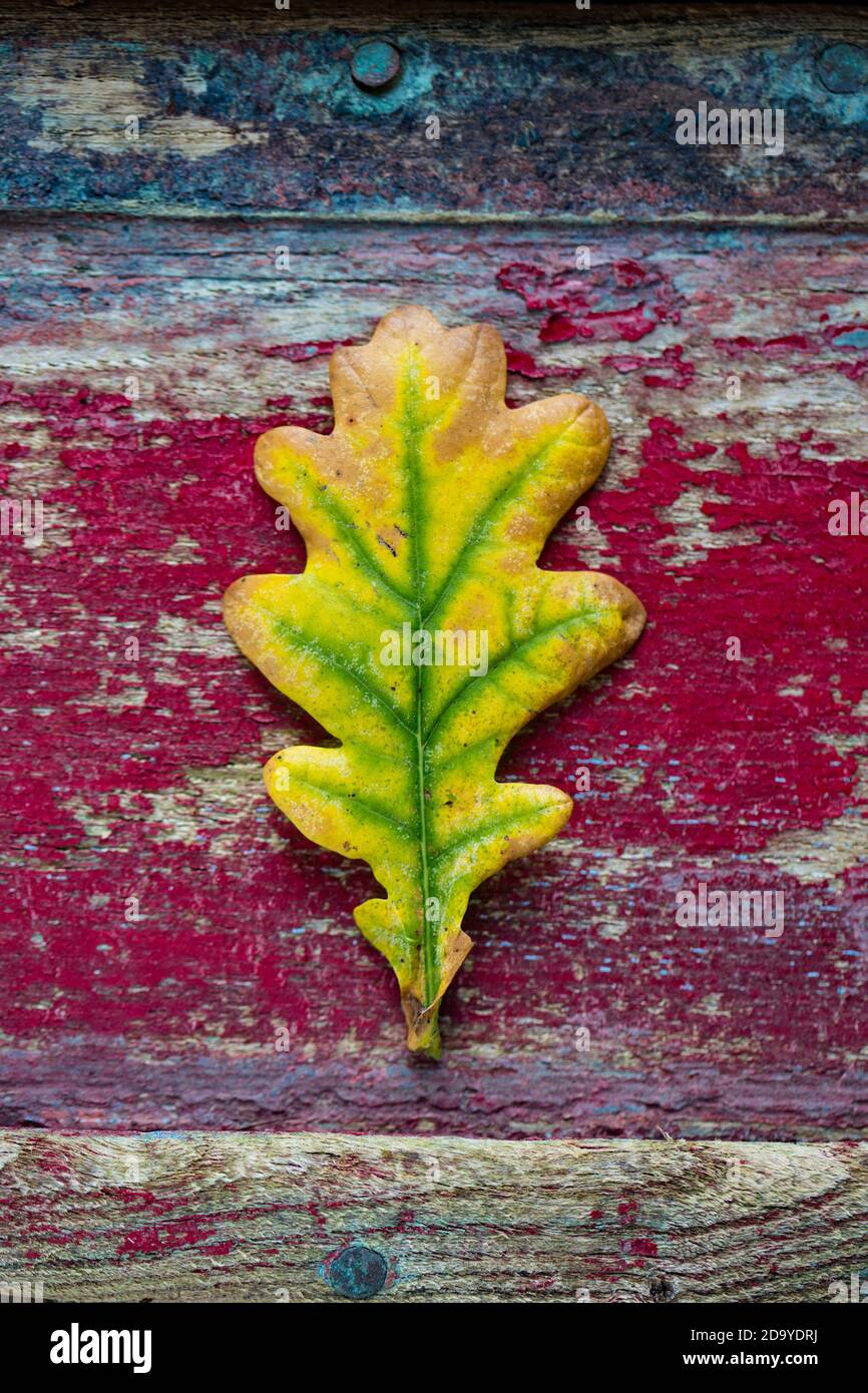 Una hoja de roble fotografiada en noviembre sobre un fondo de madera. Dorset Inglaterra Reino Unido GB Foto de stock