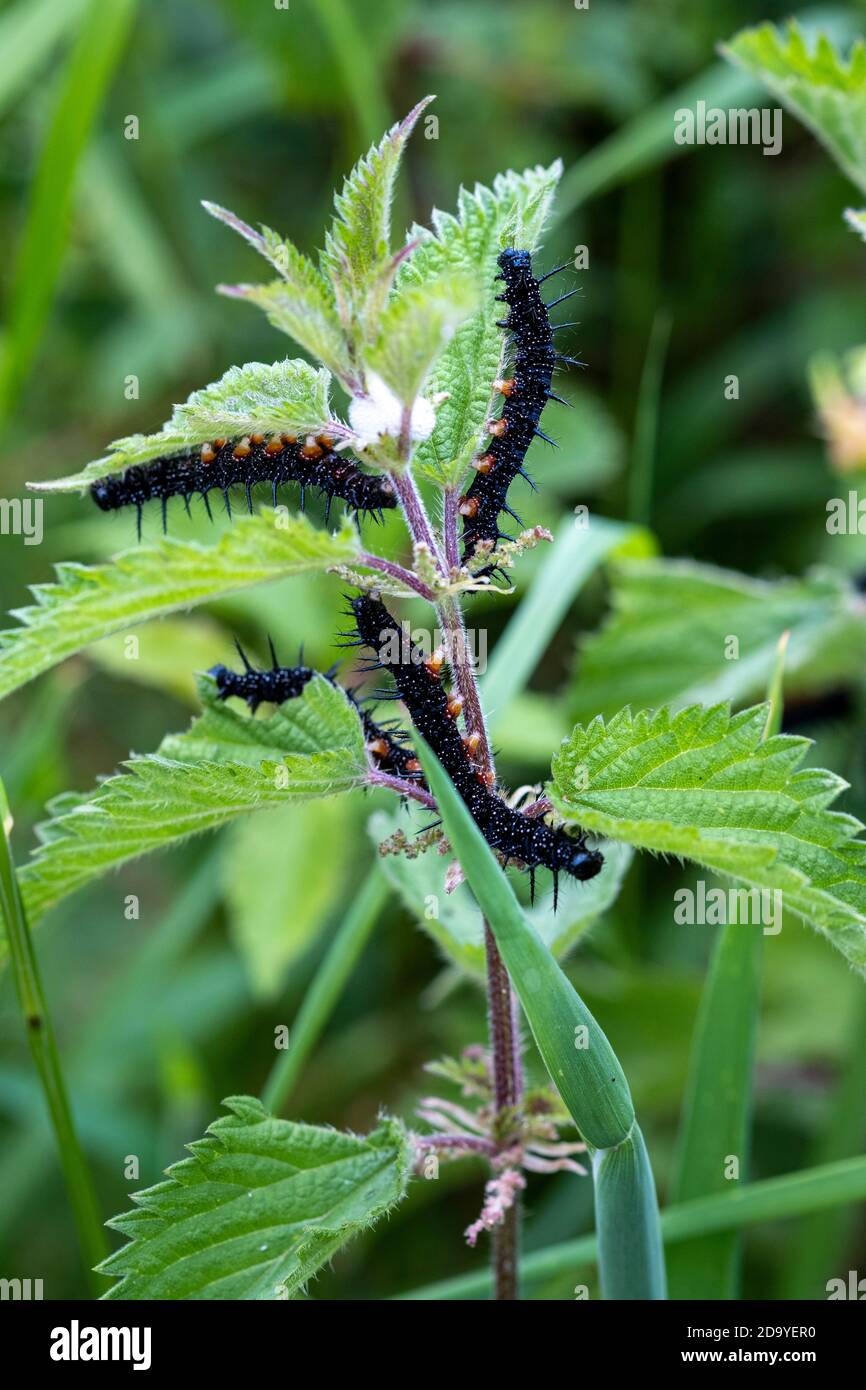 Orugas de la mariposa de pavo real, Aglais io, en la planta de acogida, la ortiga, Urtica dioica Foto de stock