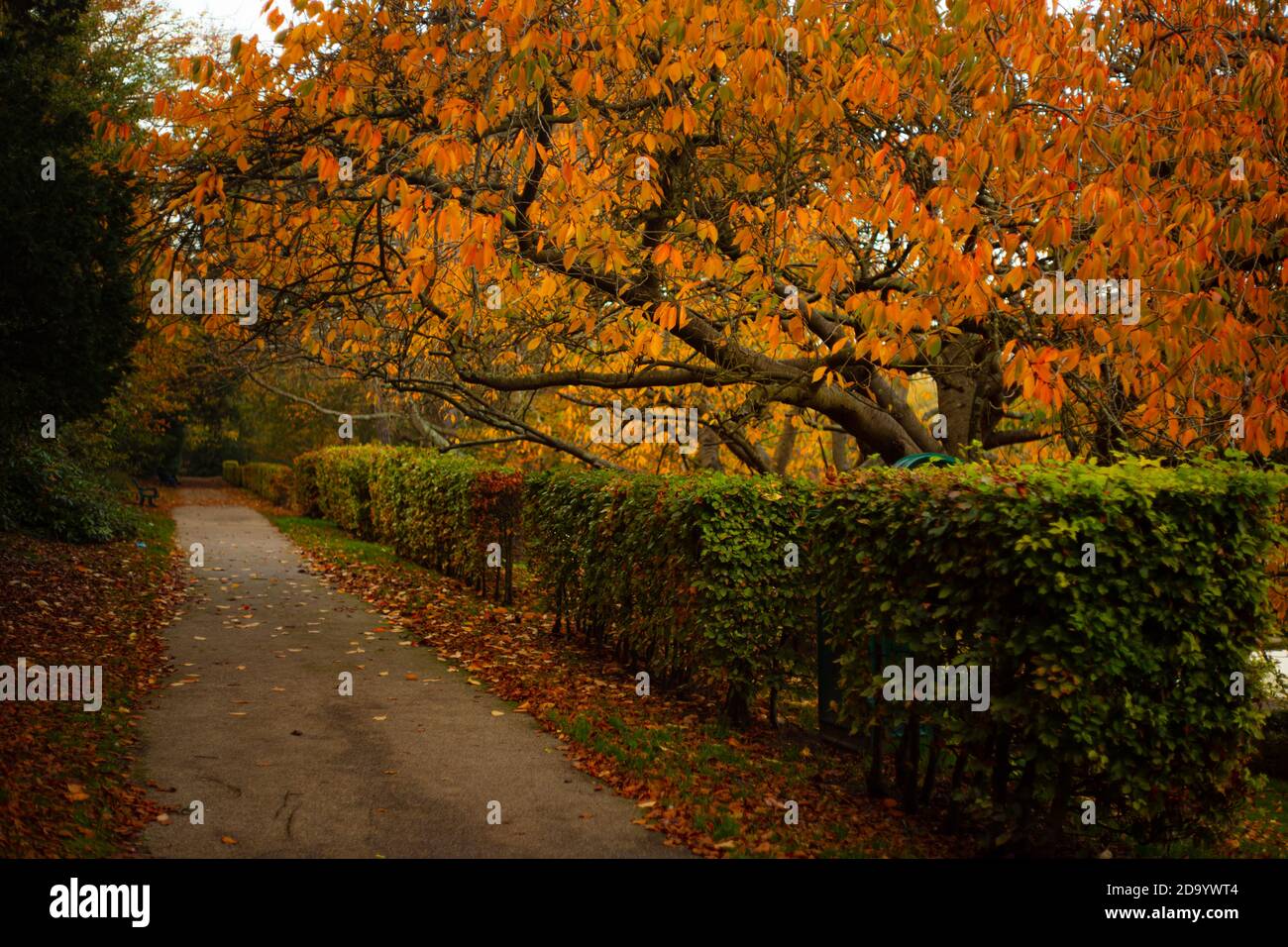 Árboles de otoño en Alexandra Park, Hastings Foto de stock