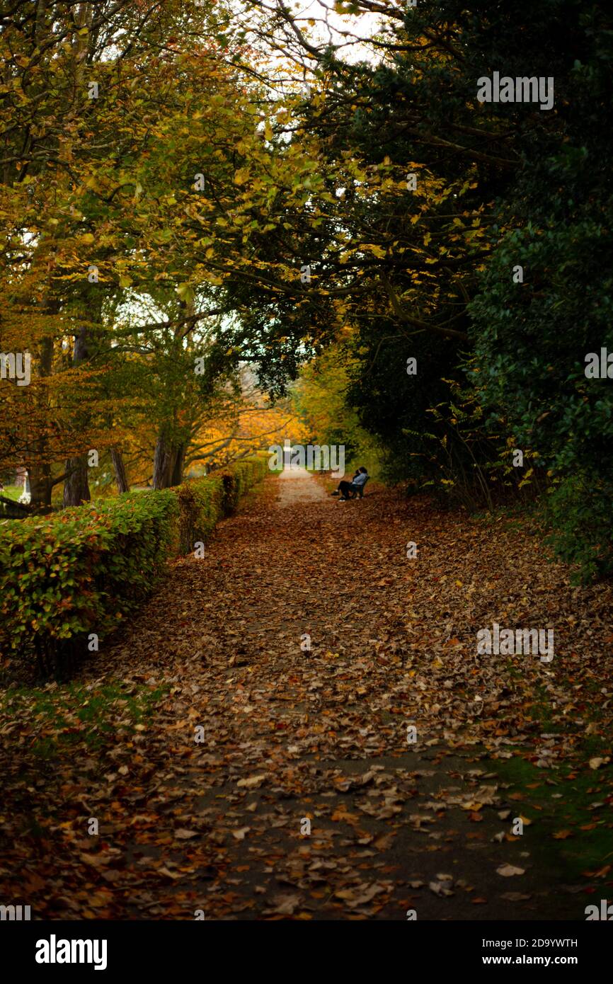 Árboles de otoño en Alexandra Park, Hastings Foto de stock