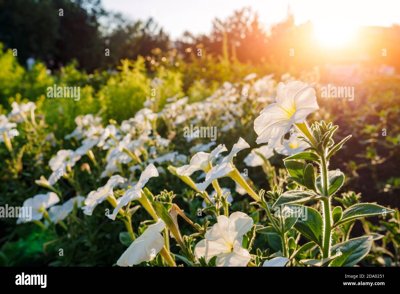 Lecho floral de Petunia blanco contra la puesta de sol, enfoque selectivo, espacio de copia. Foto de stock