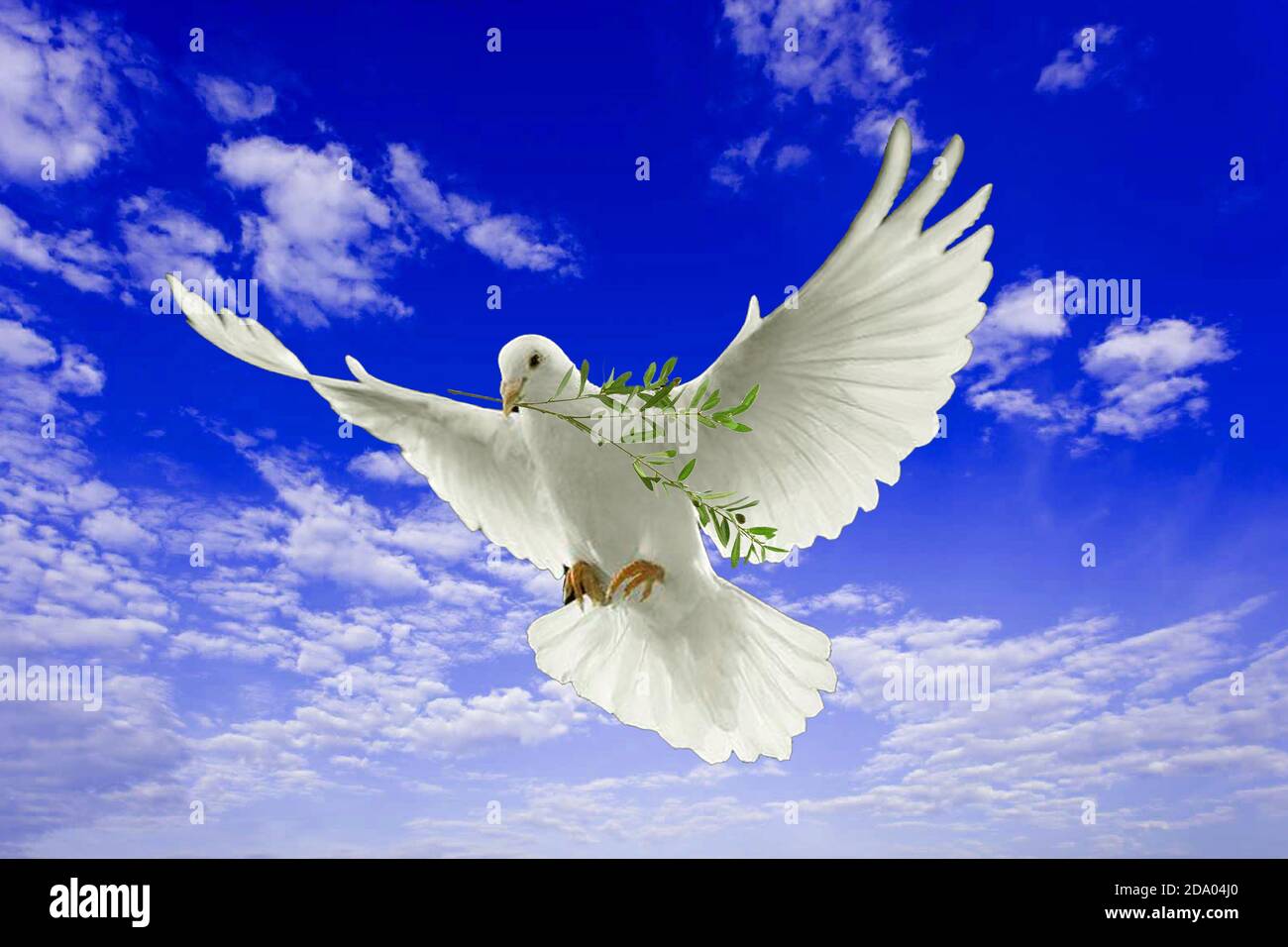 Colombe De La Paix Avec Son Rameau D Olivier Fotografia De Stock Alamy