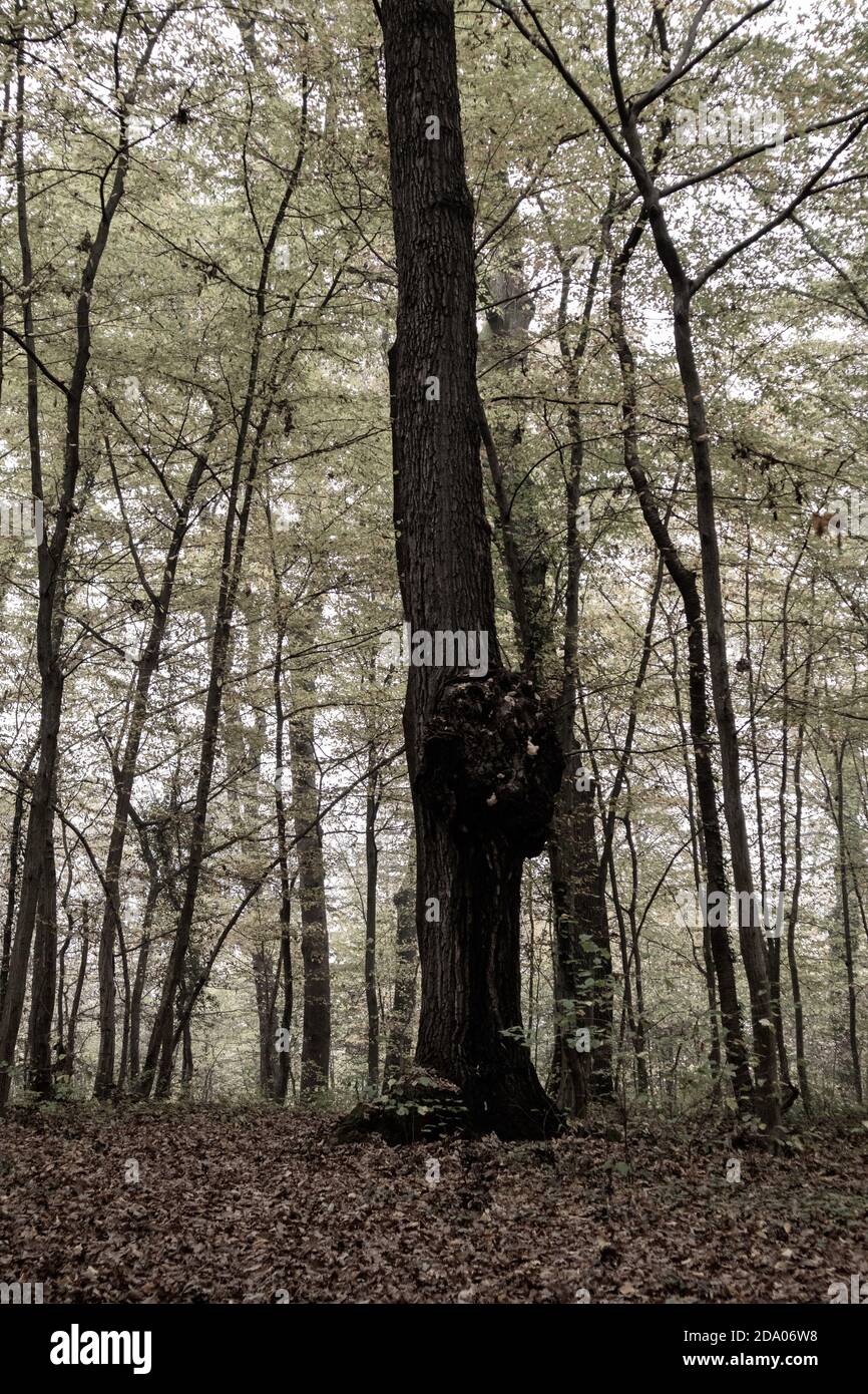 Fotografía de árboles oscuros en el bosque. Foto de stock