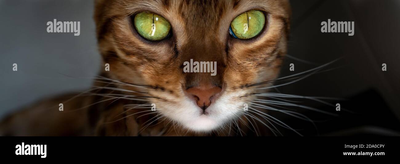 Primer plano retrato de un gato de Bengala con increíbles ojos verdes. Foto de stock