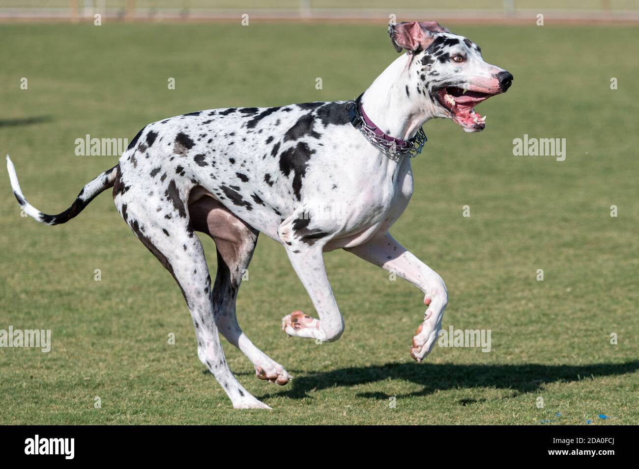 Gran danés corriendo fotografías e imágenes de alta resolución - Alamy Gran danés corriendo fotografías e imágenes de alta resolución - Alamy
