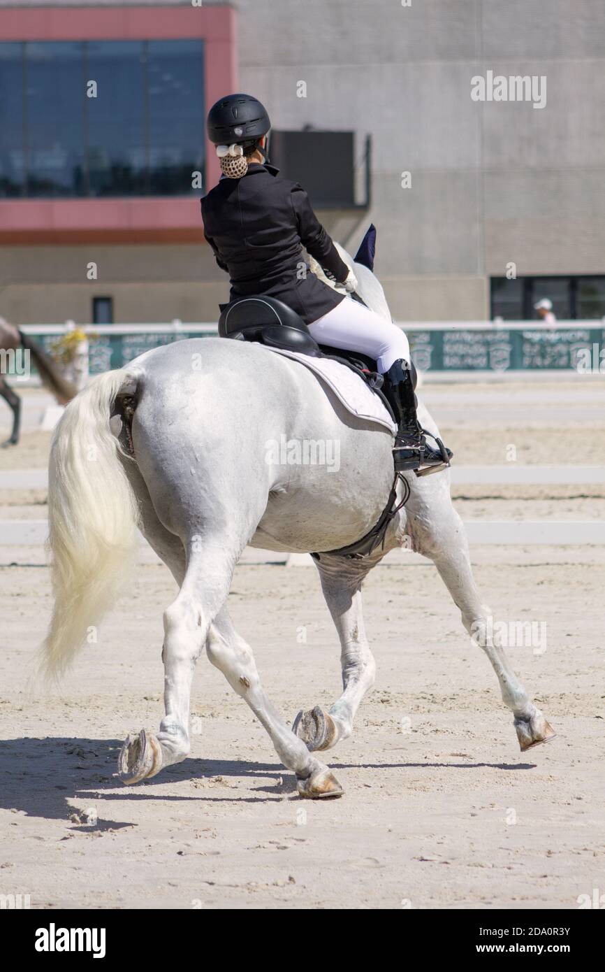 Vista posterior del caballo blanco puro andaluz en un concurso de doma con jinete en su espalda. Foto de stock