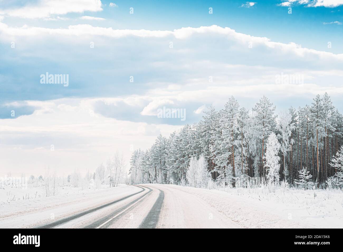 Bosque de pinos cubierto de nieve cerca de la carretera del campo. Los árboles escarchados Frozen Trunks Woods en invierno Snowy Coniferous Forest paisaje cerca de Country Road Foto de stock
