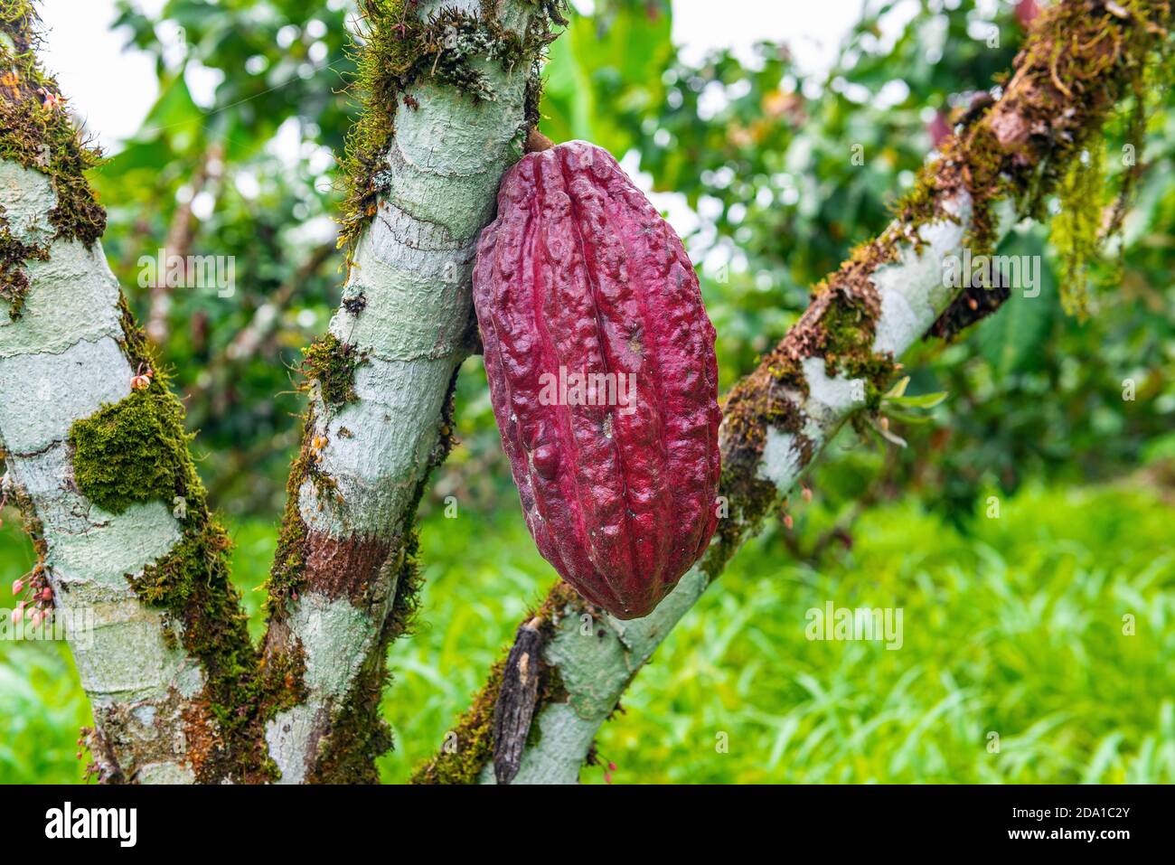 Fruta de cacao roja madura en la selva amazónica, región del Parque Nacional Yasuní, Ecuador. Foto de stock