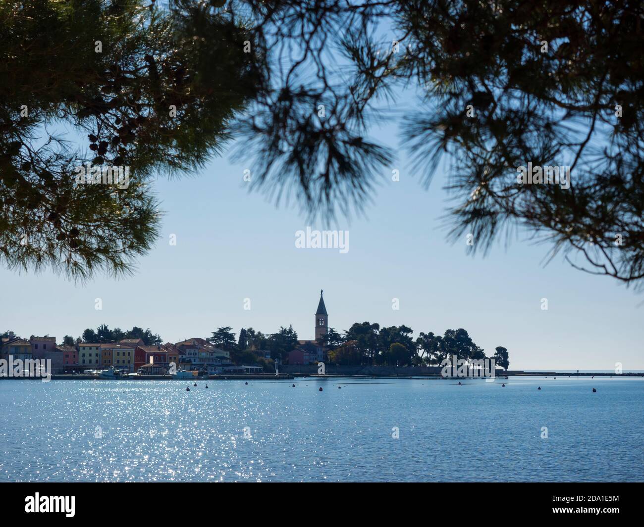 Croacia Novigrad casco antiguo en Istria panorama pinares ramas deja la vegetación como marco Foto de stock