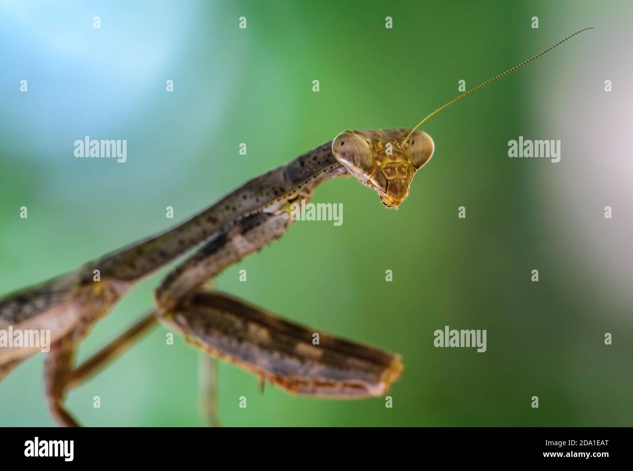 Cierre la cabeza y los ojos compuestos de una Carolina Mantis (stagmomantis carolina). Texas, EE.UU. Foto de stock
