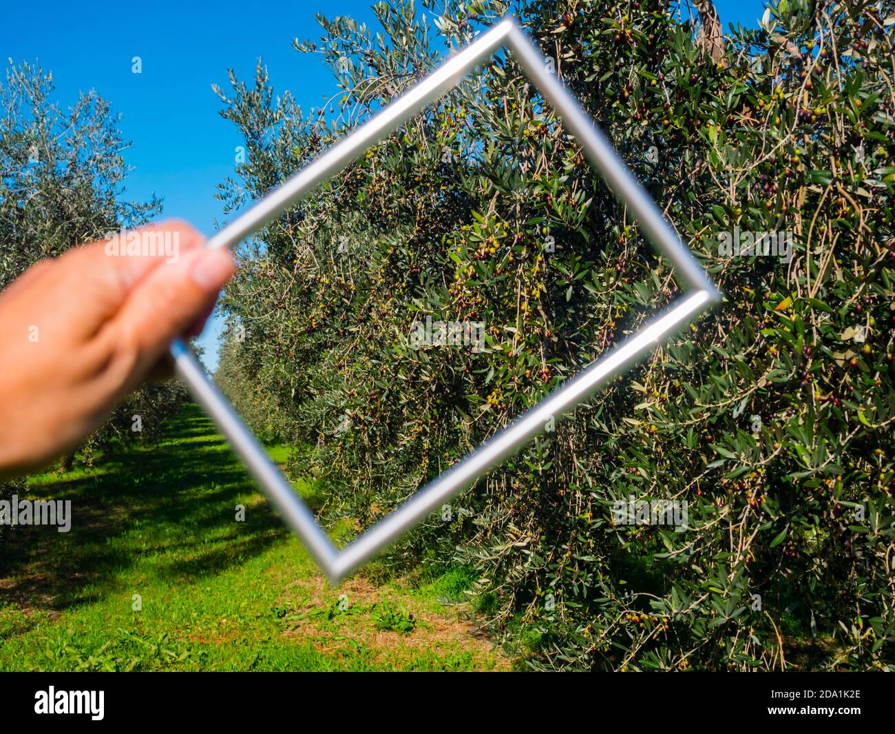 Olivos Croacia Novigrad en Istria agarrar mano marco de imagen enmarcado Foto de stock
