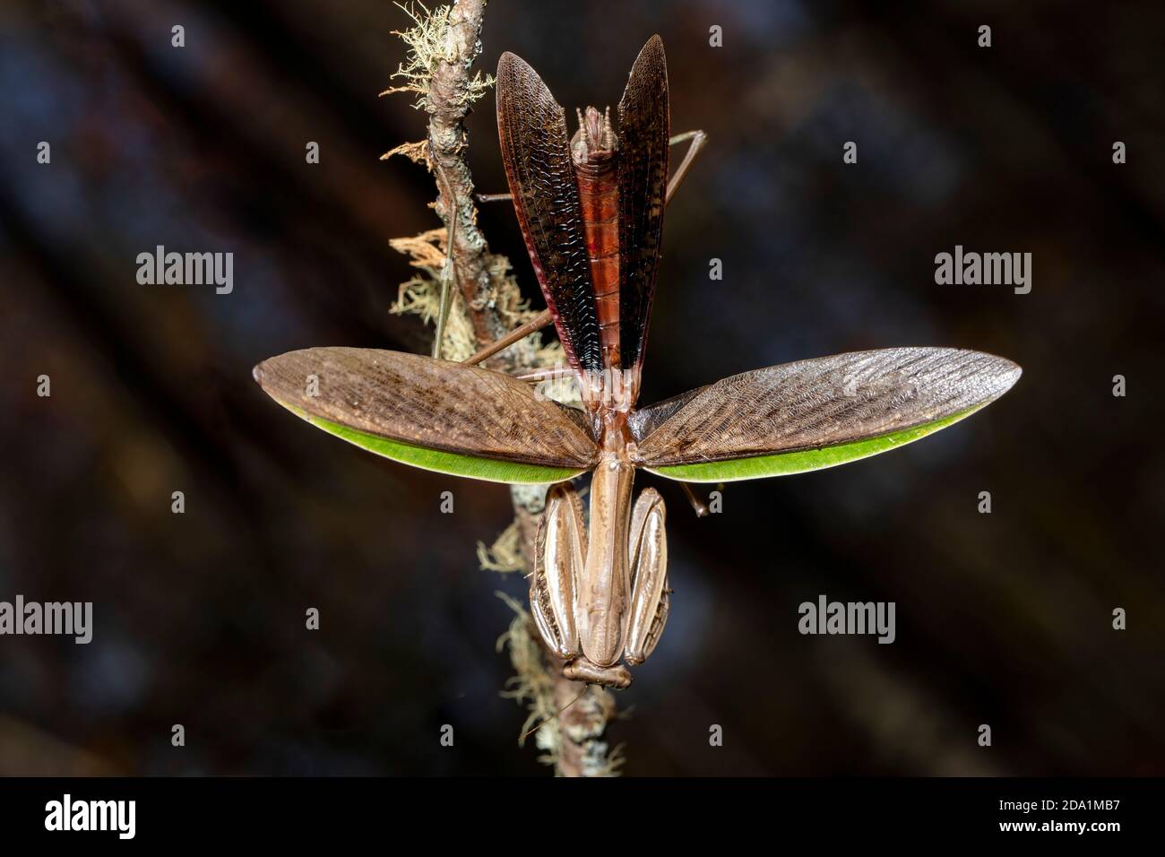 Mantis de oración China (Tenodera sinensis) con alas esparcidas - Brevard, Carolina del Norte, EE.UU Foto de stock