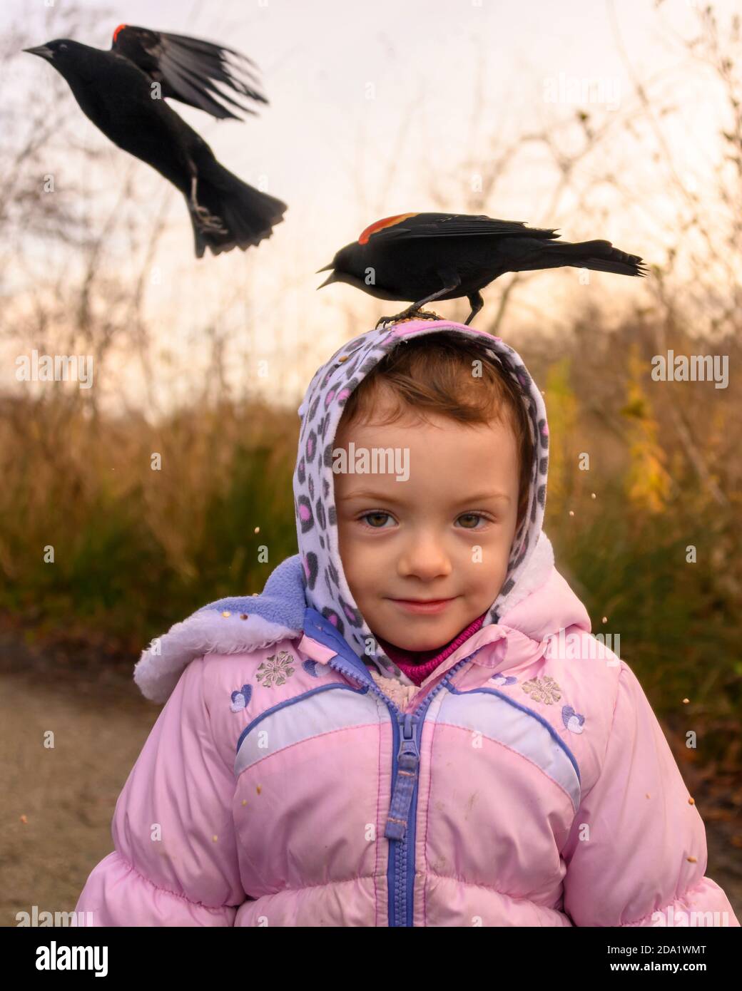 de 2 años fuera en otoño. El pájaro negro de alas rojas está parado en la cabeza de la niña, comiendo semillas. El niño tiene chaqueta invierno y