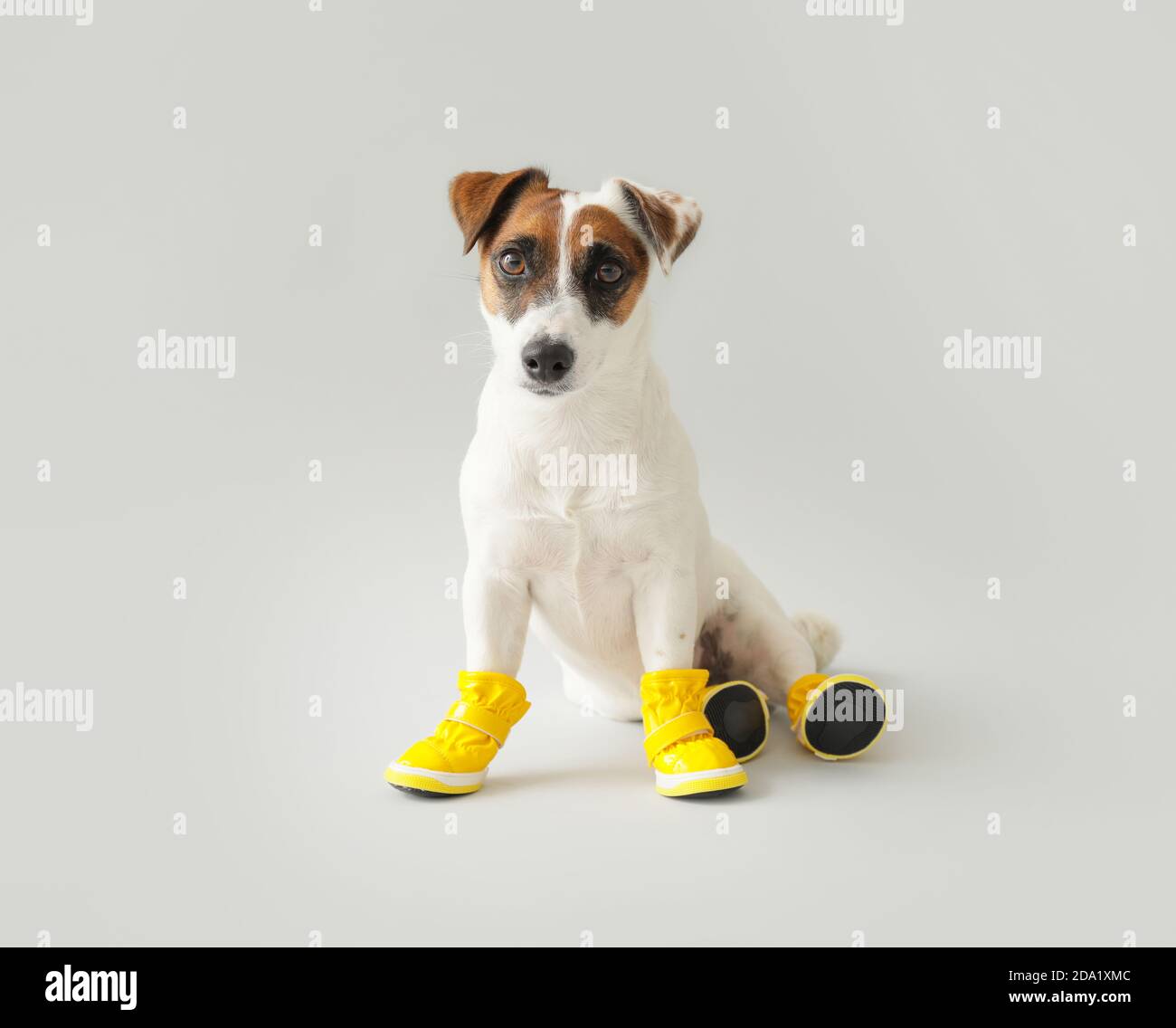 Lindo perro gracioso en patucos sobre fondo gris Fotografía de stock - Alamy