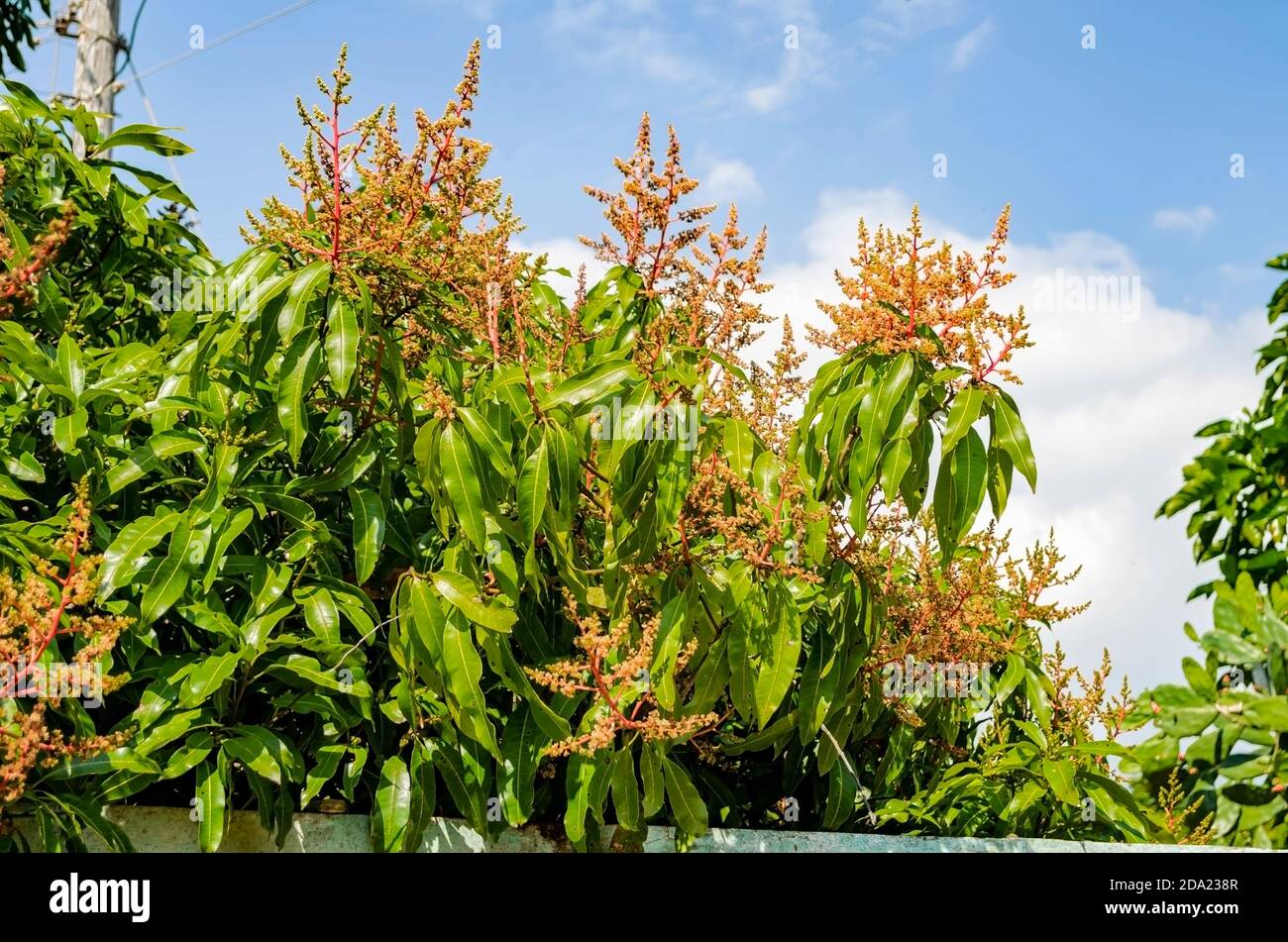 Flores en la parte superior del árbol de Mango Foto de stock