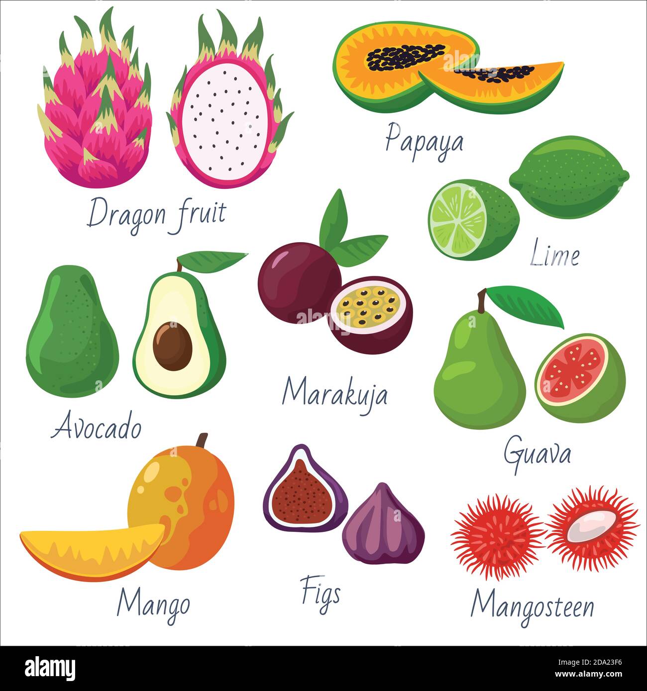 Fruta exótica Imágenes vectoriales de stock - Alamy