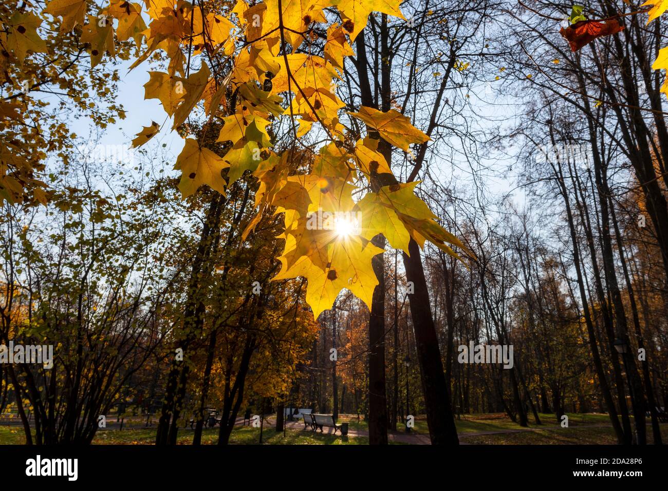 Hojas de arce de otoño en el día soleado Foto de stock