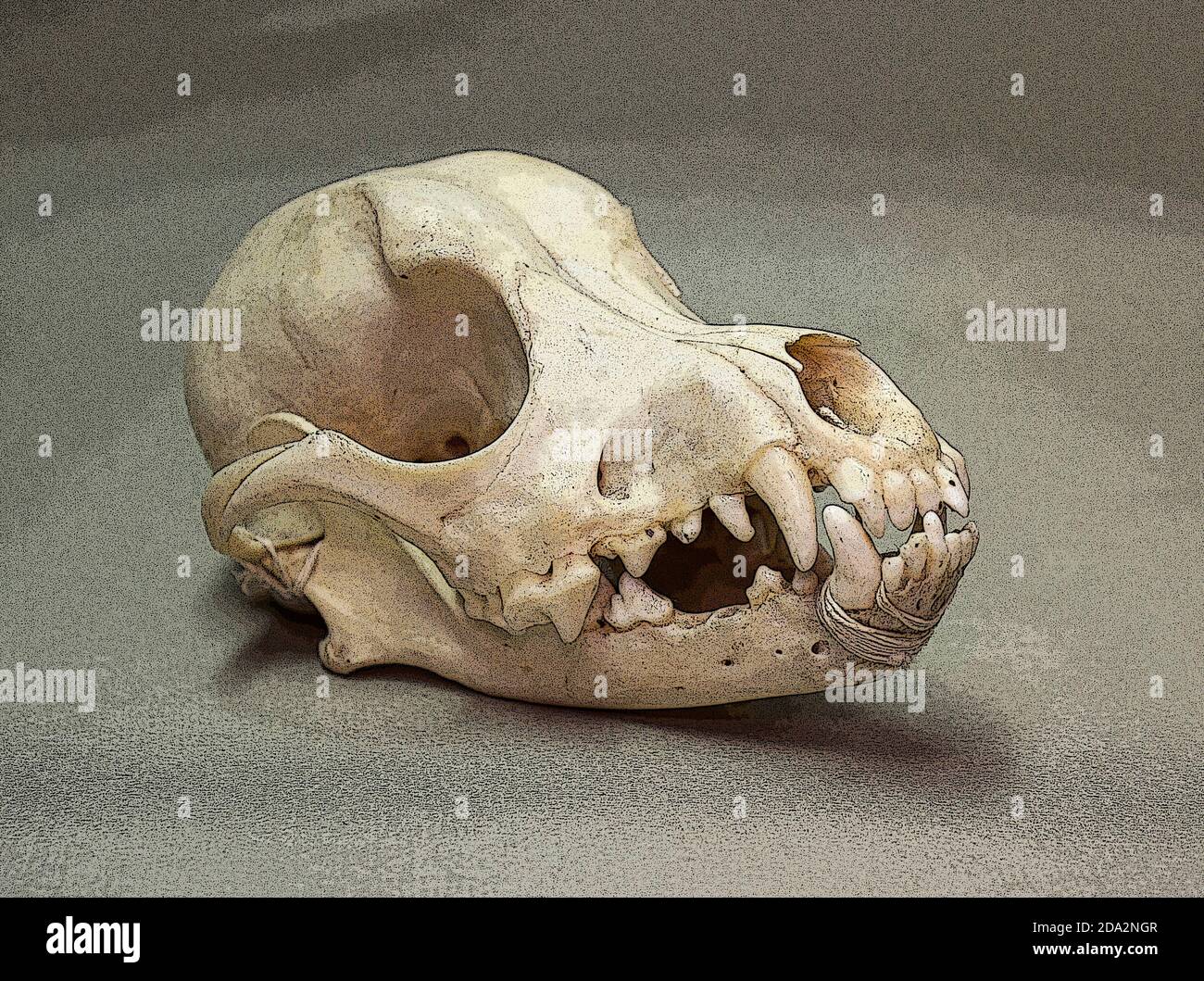 Cráneo de un perro pequeño. Huesos de animales para la anatomía Fotografía  de stock - Alamy