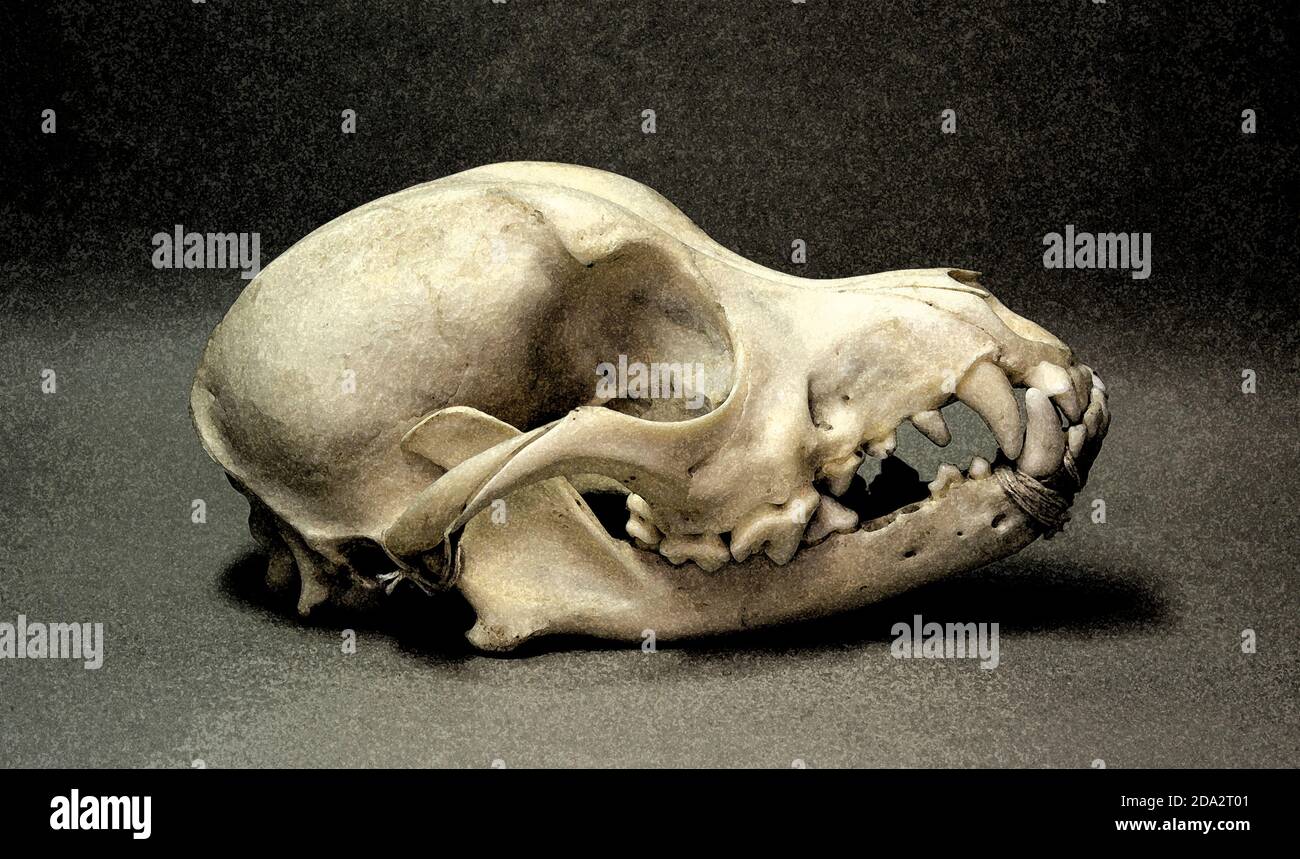 Cráneo de un perro pequeño. Huesos de animales para la anatomía. Foto de stock