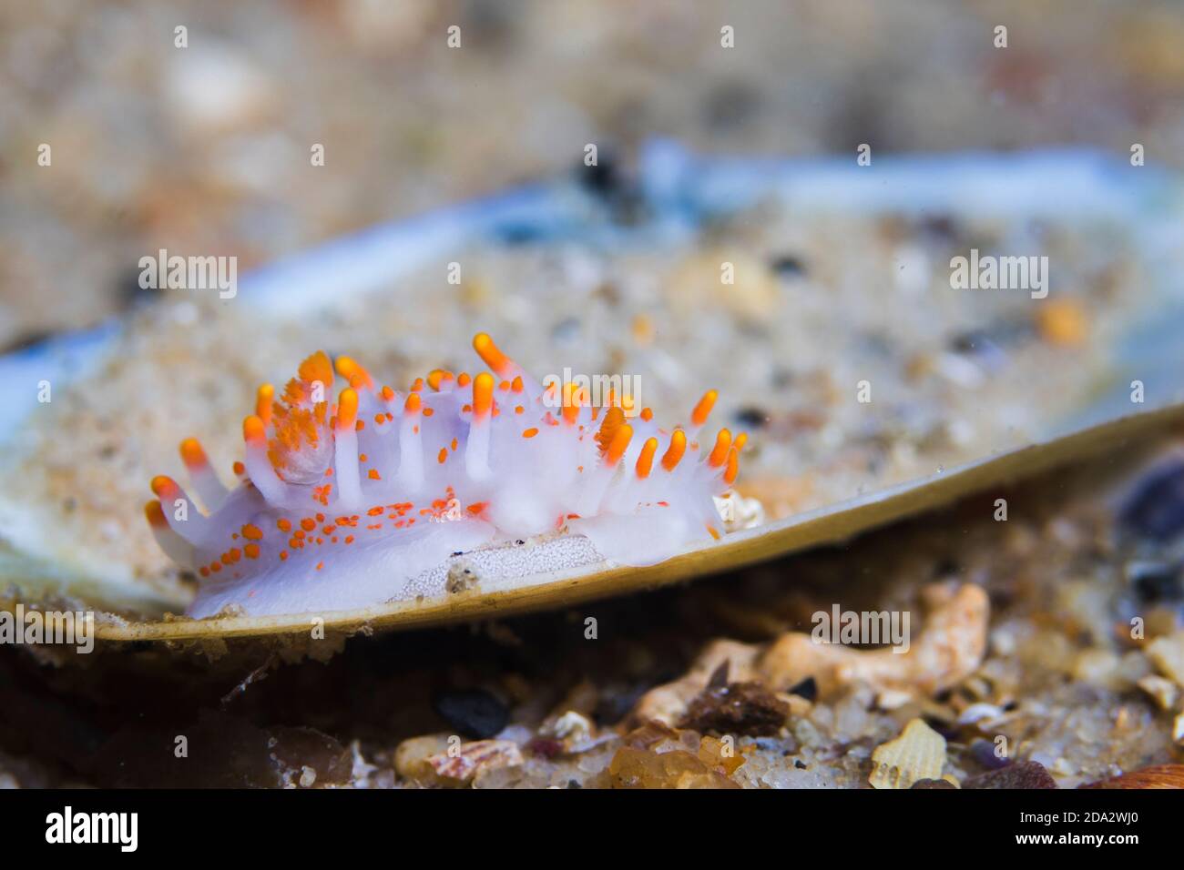 Slug de mar de color naranja-clubbed (Limacia clariguera) con su cinta de huevo, dorid de cuerpo blanco con numerosas proyecciones de punta naranja en su cuerpo. Foto de stock