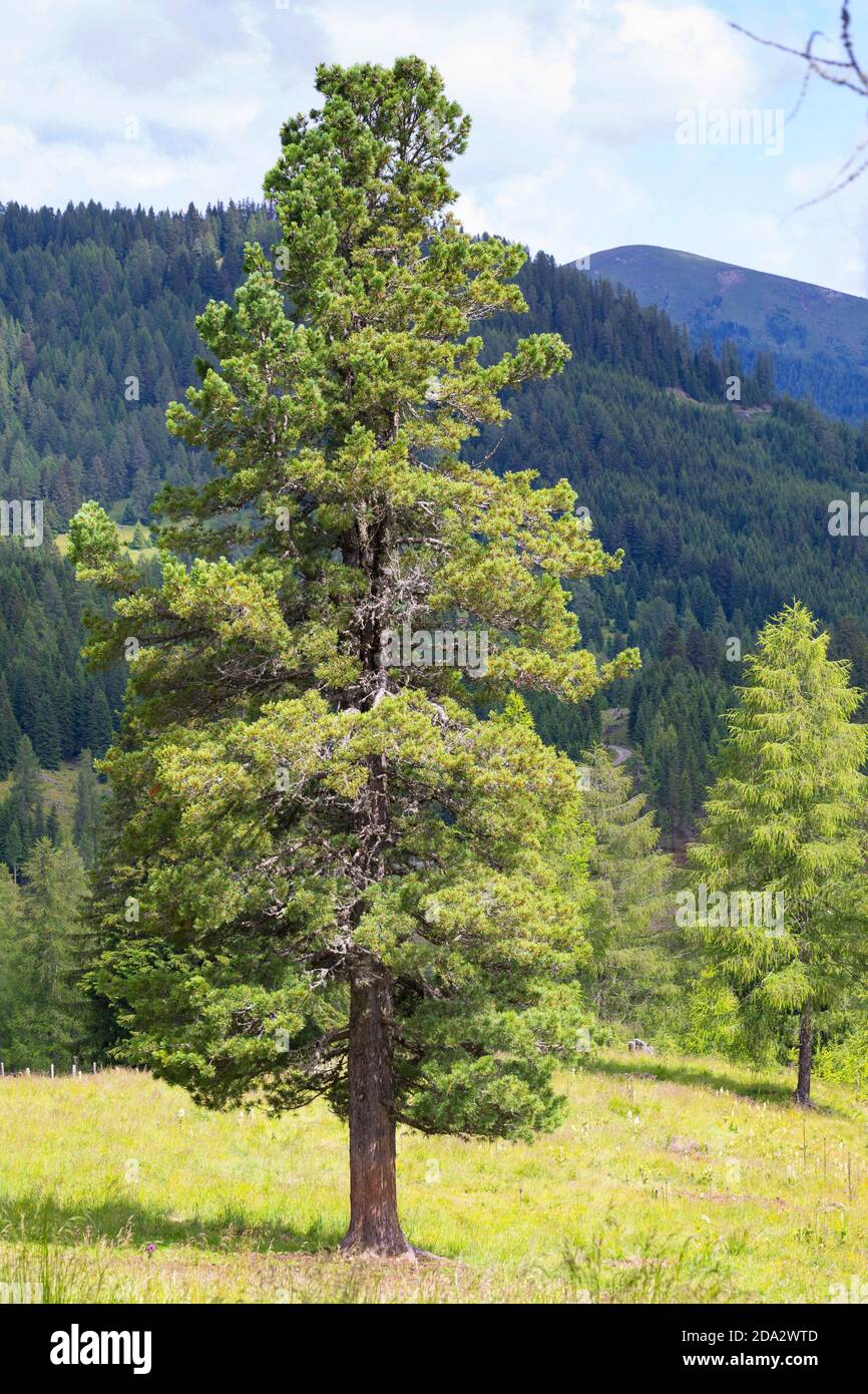 Pino de piedra suizo, pino de arolla (Pinus cembra), hábito, Austria  Fotografía de stock - Alamy