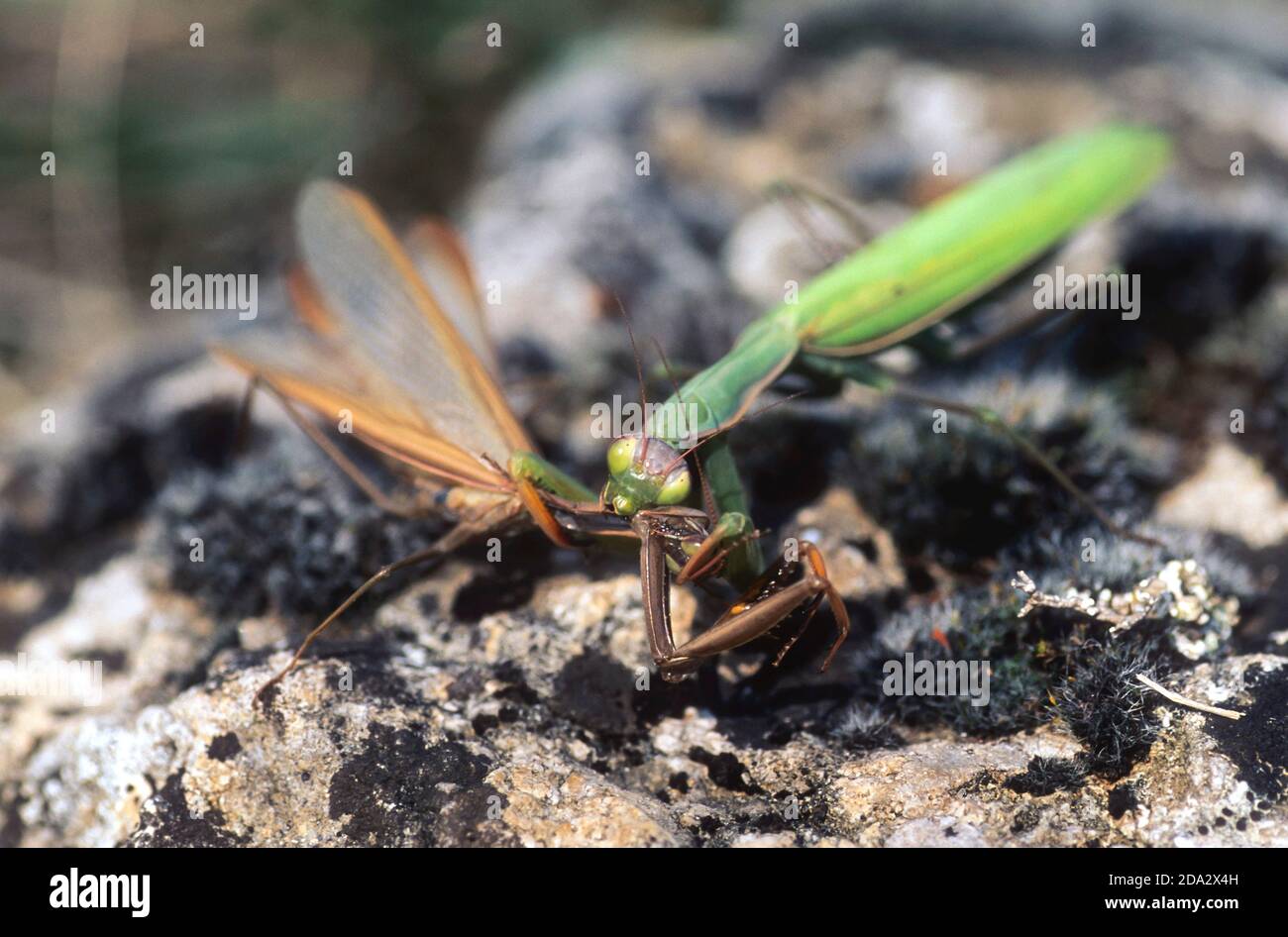 Mantis preying europea (mantis religiosa), hembra alimenta al macho después del apareamiento, canibalismo, Alemania Foto de stock
