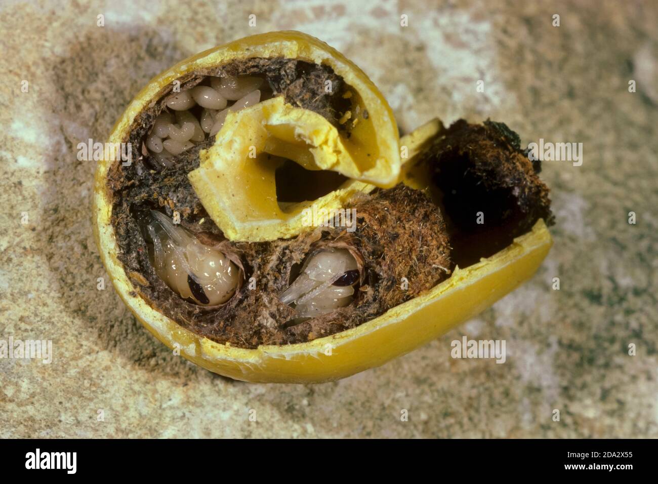 Abeja masón dorada (Osmia aurulenta, Helicosmia aurulenta), larvas en pimienta dulce cortada, Alemania Foto de stock