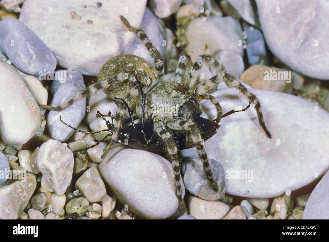 Araña lobo, araña de tierra (Arctosa cinerea), con escarabajo capturado, Alemania Foto de stock