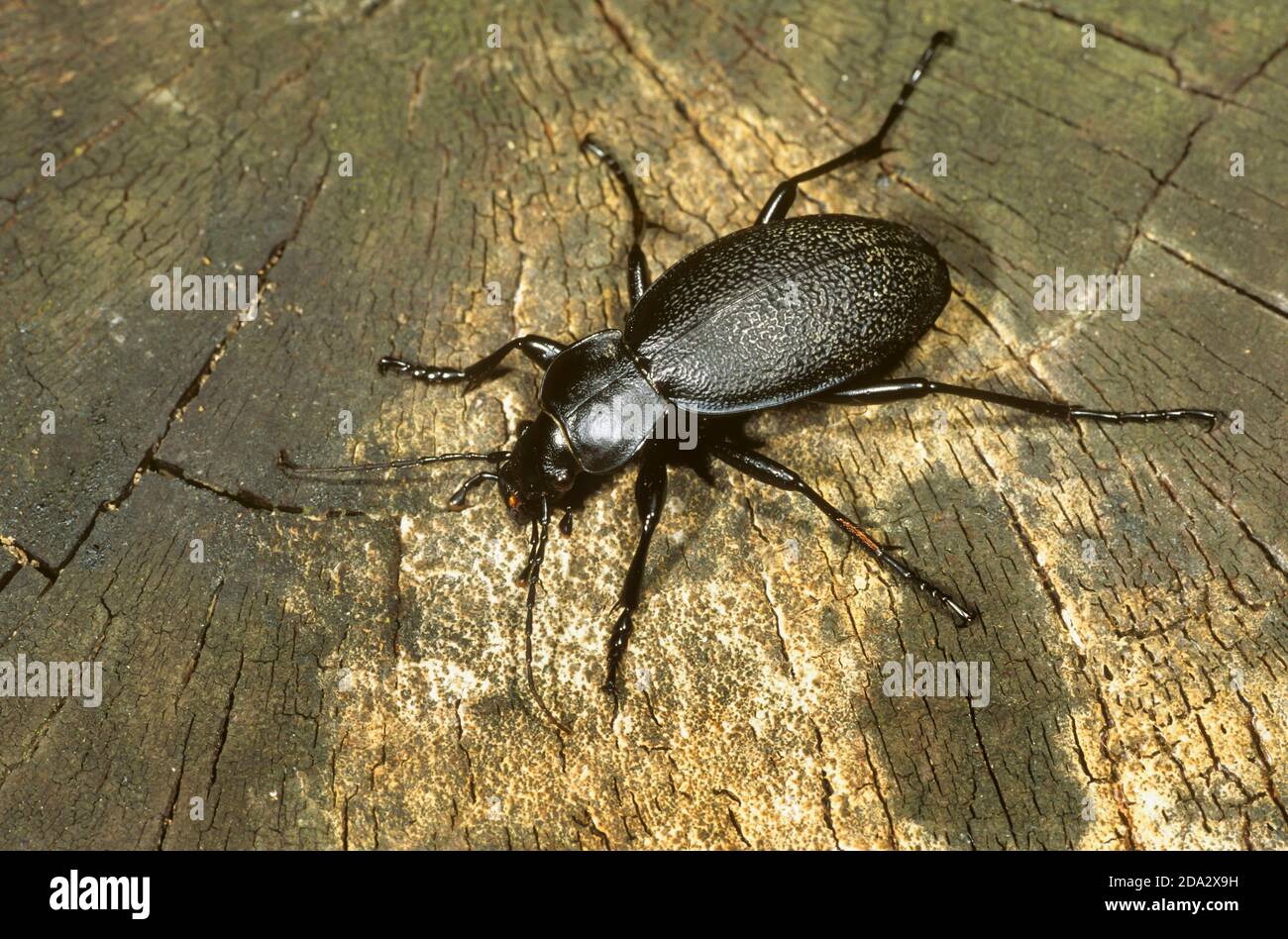 El escarabajo de la tierra de la piel de cuero (Carabus coriaceus), se sienta sobre la madera vieja, Alemania Foto de stock