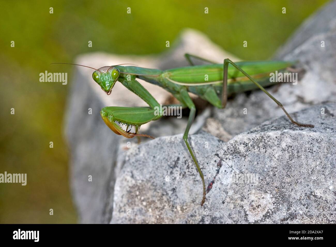 Mantis preying europea (mantis religiosa), se sienta sobre una piedra, Alemania Foto de stock