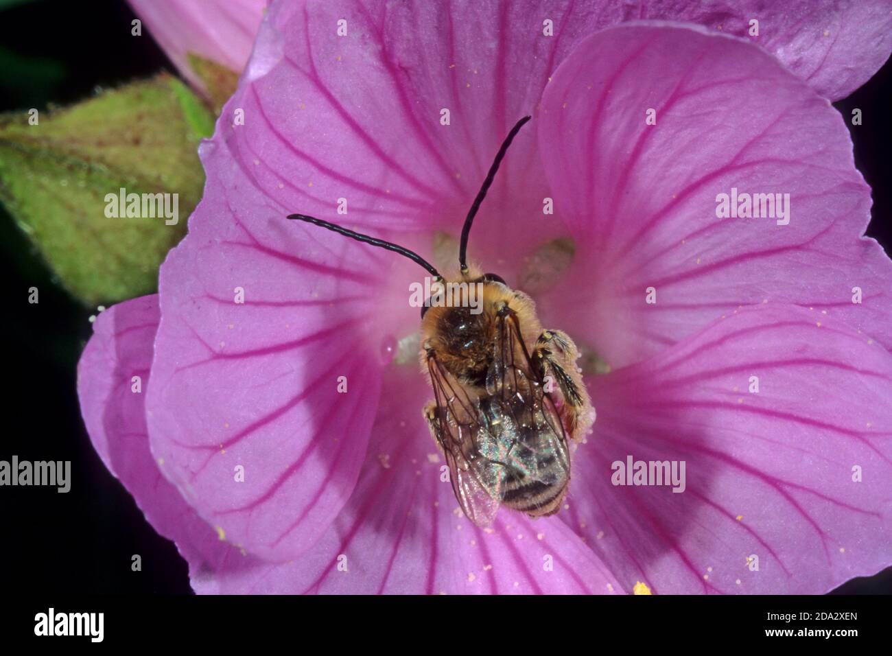 Eucera (Tetralonia macroglossa, Eucera macroglossa, Tetralonia malvae), macho en flor de malva, Alemania Foto de stock