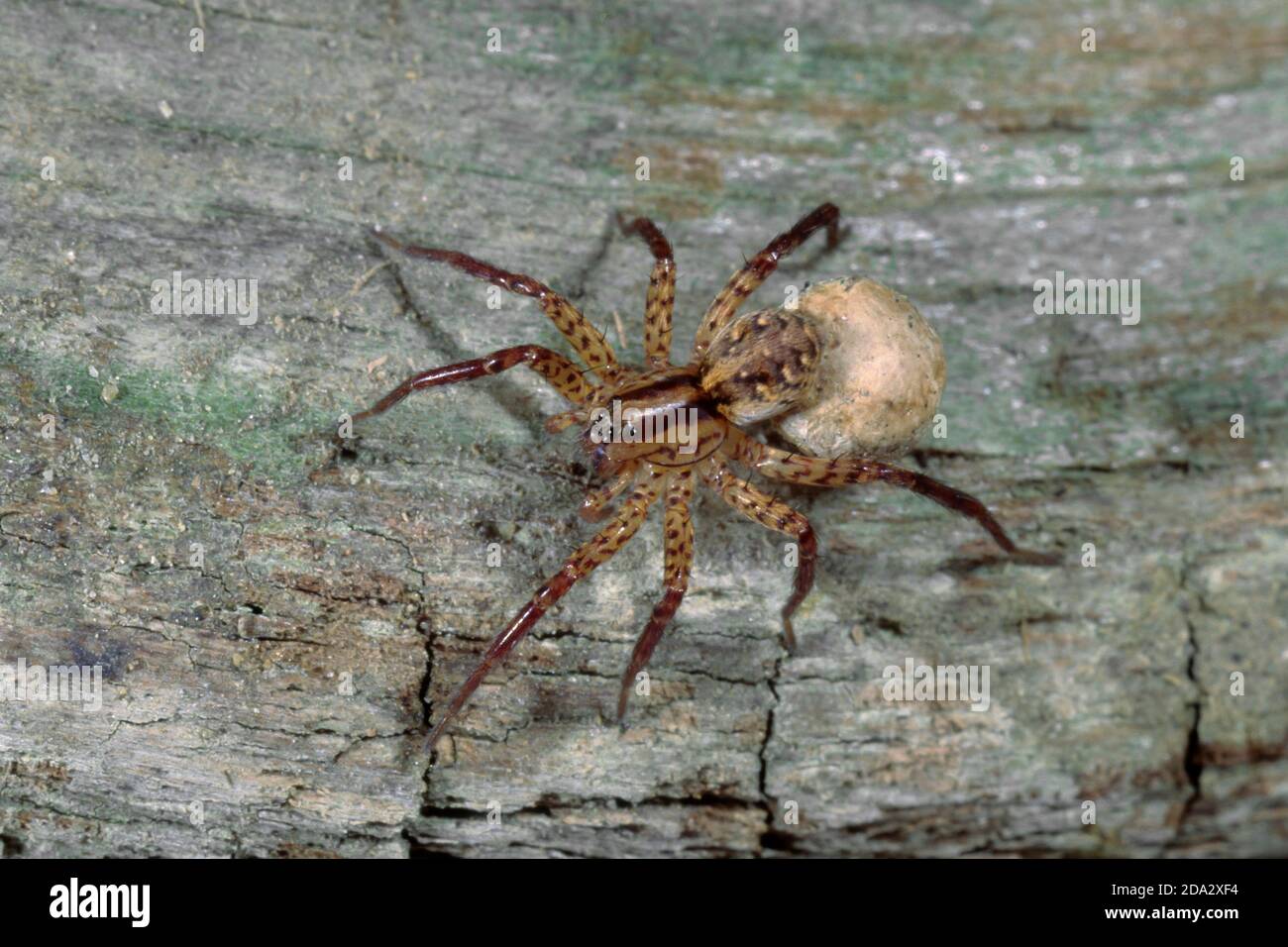 Araña lobo, araña de suelo (Hygroliscosa rubrofasciata), hembra con capullo, Alemania Foto de stock