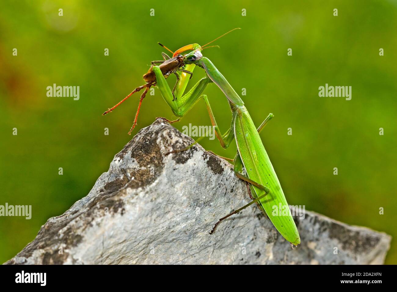 Mantis preying europea (mantis religiosa), con saltamontes capturados, Alemania Foto de stock