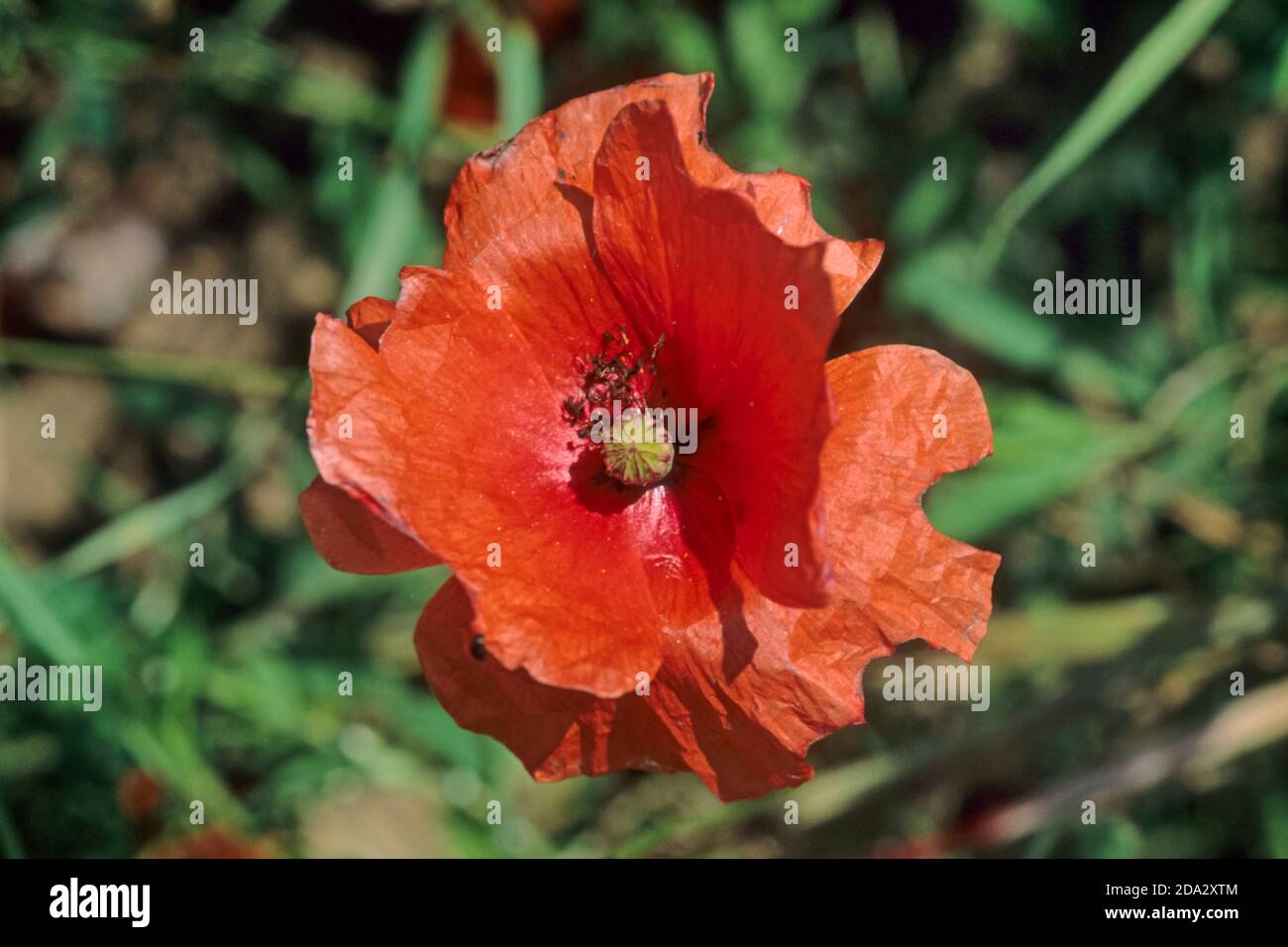 Abeja amapola (Osmia papaveris, Hoplitis papaveris), flor de amapola con pétalos cortados, Alemania Foto de stock