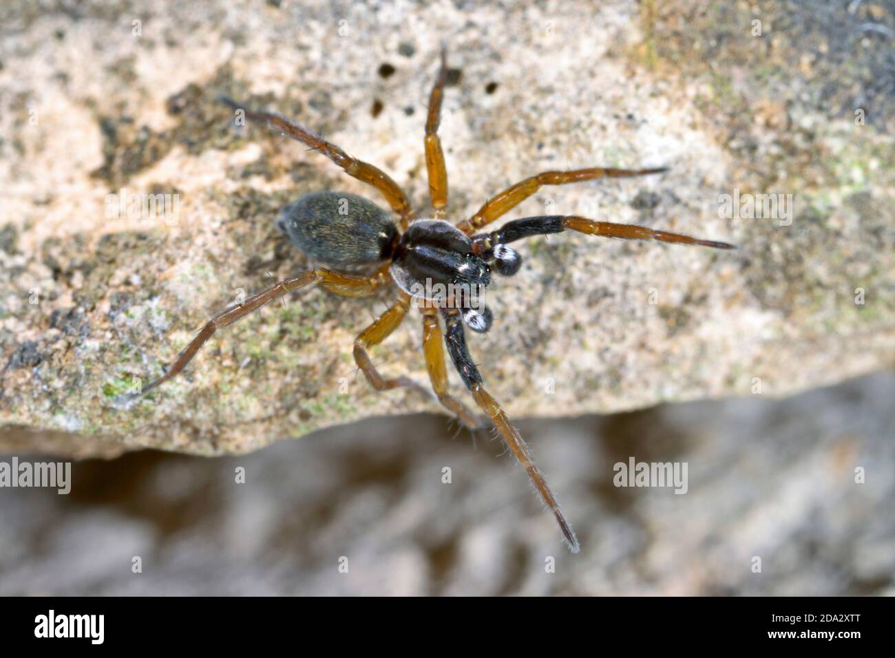 arañas wolf, arañas terrestres (Aulonia albimana), macho, Alemania Foto de stock