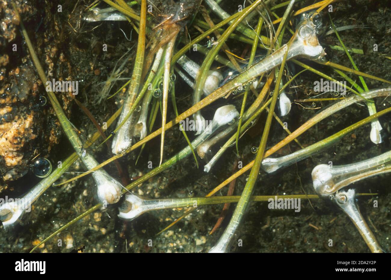 quillwort occidental (Isoetes lacustris), bajo el agua, Alemania Foto de stock