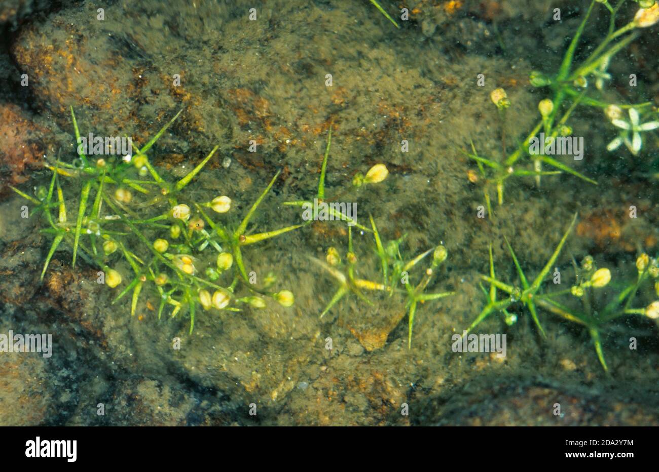 quillwort occidental (Isoetes lacustris), bajo el agua, Alemania Foto de stock